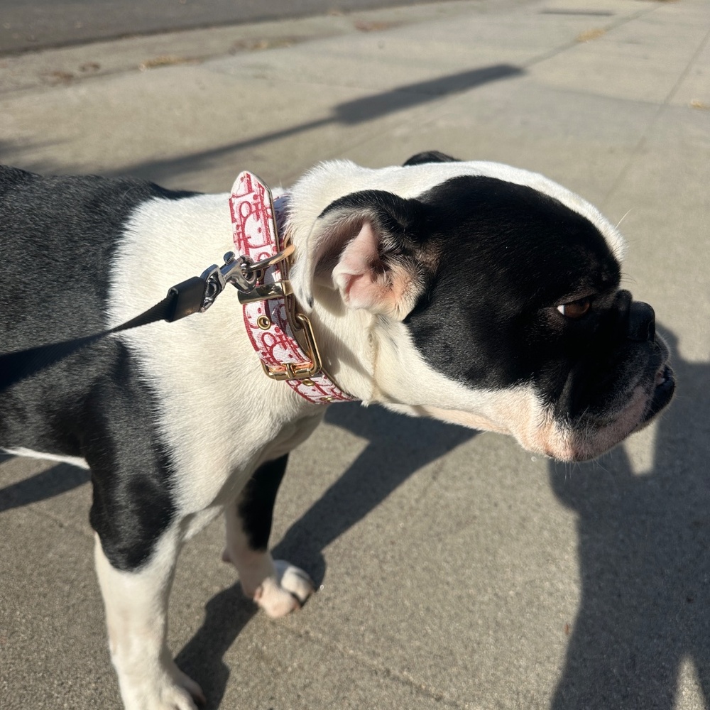 Faux Paux Fashion Dog Collar